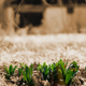 Illustration for article titled 21 Stupendous Photos of Spring